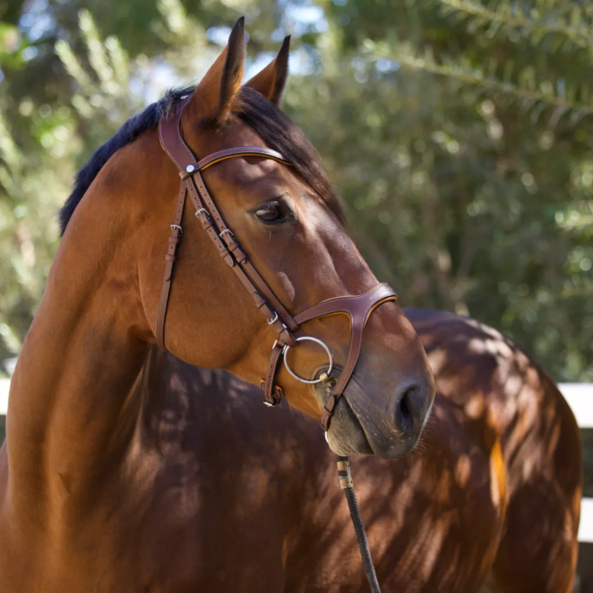 The Triomphe - Tabac & Cognac Leather Bridle